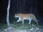 Buenas noticias: El noreste de China es el hogar de 55 tigres de Amur