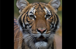 Una tigresa en el Zoológico del Bronx resultó positivo por COVID-19