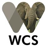 WCS elogia al sistema de justicia congoleño por la condena de 30 años de un notorio cazador furtivo de elefantes y traficante de marfil en la República del Congo