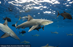 CITES CoP19 | Las propuestas sobre los tiburones se adoptan en su totalidad al concluir la Conferencia en Panamá.