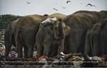 Un nuevo estudio documenta la magnitud de la ingestión de plásticos como amenaza emergente para los elefantes asiáticos en peligro de extinción en Uttarakhand (India)