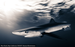 CITES CoP19 | Las Partes adoptan una votación histórica para proteger a los tiburones requiem y martillo
