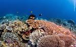 Nuevas evidencias de “refugios climáticos submarinos” dan esperanzas a los arrecifes de coral 