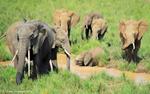 El cambio climático amenaza más a los elefantes ancianos y pone en peligro su futuro