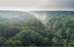 COP28 | WCS aplaude la propuesta del Presidente Lula sobre un Nuevo Mecanismo Mundial de Financiamiento como posible punto de inflexión para la conservación de los bosques tropicales
