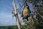 Estudio: Para evitar futuras pandemias, dejemos en paz a los murciélagos