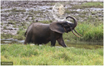 África: Los elefantes de bosque están ahora en peligro crítico de extinción