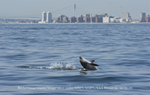  El estuario del puerto de Nueva York - Nueva Jersey es un punto de alimentación durante los meses de verano y otoño para los delfines nariz de botella 