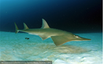 Una coalición conservacionista lanza la iniciativa de recuperación de tiburones y rayas