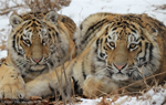 Declaración de WCS: Sobre el aumento del 40% en el número de tigres desde el 2015