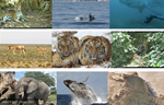 Wildlife Conservation Society anuncia sus imágenes favoritas de 2022