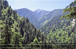 Un estudio confirma pérdida de bosque de montaña entre 2001 y 2018