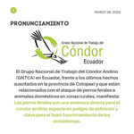 Pronunciamiento: Grupo Nacional de Trabajo del Cóndor Andino en Ecuador