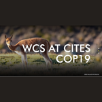CITES Cop19 | CITES debería tener un papel para ayudar a prevenir futuras pandemias zoonóticas