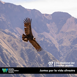 La conservación del Cóndor Andino se sustenta en un plan integral
