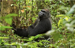 Kingo, uno de los gorilas de llanura más emblemáticos del mundo, murió por causas naturales