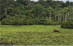 WCS recibe $60 millones de dólares de Bezos Earth Fund para avanzar en la conservación de la Cuenca del Congo y los Andes-Amazonía