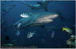 WCS: Tips para comunicar sobre los tiburones 