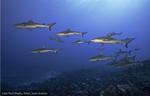 CITES CoP19 | Panamá pide mayor protección para tiburones