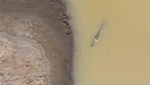 WCS publica las primeras imágenes tomadas por un dron del cocodrilo salvaje del Orinoco, un animal en grave peligro de extinción