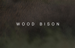 WCS lanza un nuevo filme sobre el bisonte de bosque de Alaska