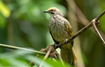 CITES CoP19 | Las Partes  votan para proteger a dos pájaros cantores asiáticos, devastados por el comercio ilegal