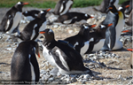 Un pingüino registra un asombroso video de su actividad de buceo y alimentación en el Canal de Beagle