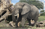 Un estudio sobre la vida silvestre en Tanzania confirma la recuperación del elefante en un área clave para la fauna africana