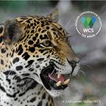CITES CoP19 | WCS y sus investigaciones sobre el comercio en línea de partes de jaguar evidencian una amenaza que se está extendiendo 