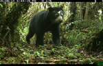 Científicos de WCS proporcionan más de 50 000 imágenes de cámaras trampa para un gran estudio de la vida silvestre del Amazonas