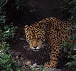 Conversatorio virtual: “Conservación del jaguar, oportunidades y desafíos desde la articulación internacional”