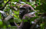 La República del Congo amplía Parque Nacional para proteger a los gorilas