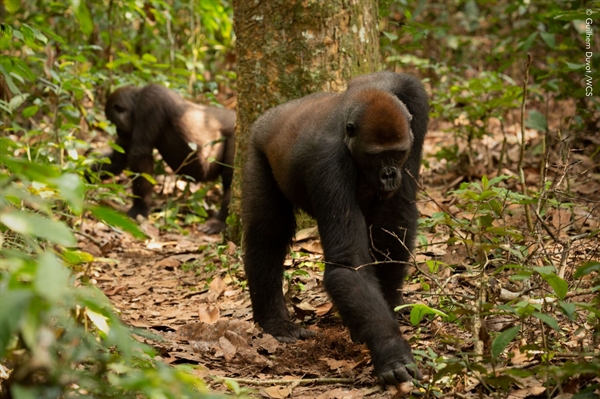 Los gorilas del Parque Nacional de Nouabalé-Ndoki, en el Congo, rascan ...